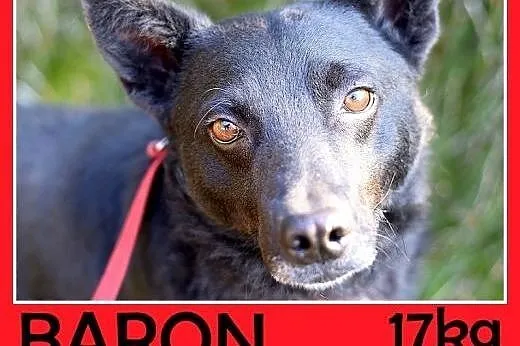 17kg,przyjazny,towarzyski,łagodny,średni piesek BARON,  dolnośląskie Wrocław