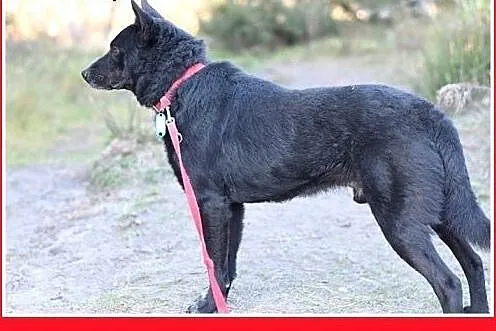 17kg,przyjazny,towarzyski,łagodny,średni piesek BA
