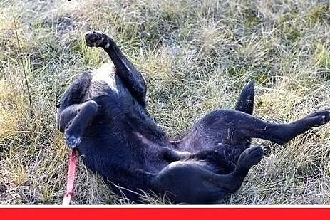 17kg,przyjazny,towarzyski,łagodny,średni piesek BA