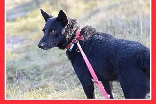17kg,przyjazny,towarzyski,łagodny,średni piesek BA