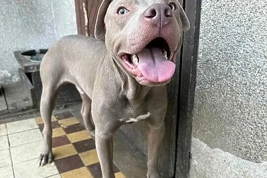 American Pit bull silverfavn, Łódzkie, Sieradz