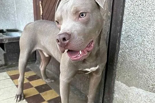 American Pit bull silverfavn, Łódzkie, Sieradz