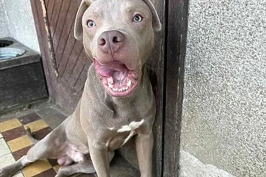 American Pit bull silverfavn, Łódzkie, Sieradz