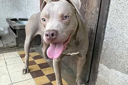 American Pit bull silverfavn, Łódzkie, Sieradz