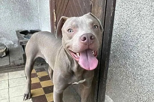 American Pit bull silverfavn, Łódzkie, Sieradz