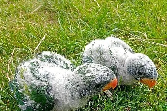 Aleksadretty chińskie do ręcznego karmienia