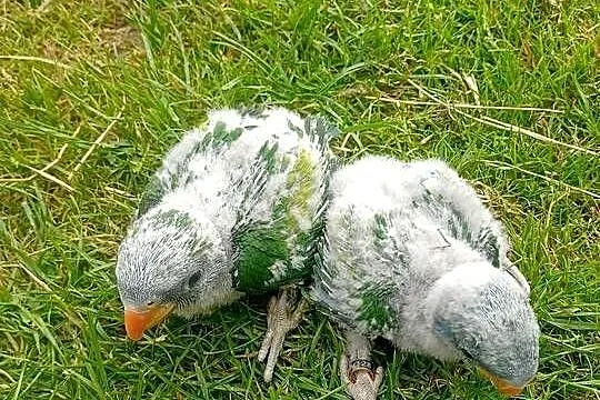 Aleksadretty chińskie do ręcznego karmienia, Pomorskie, Brusy