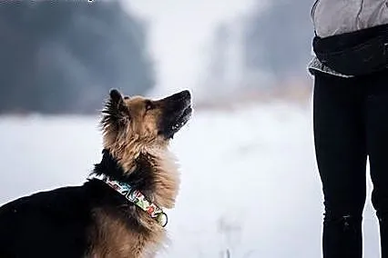 Tola sliczna sunia czeka na dom,  śląskie Bielsko-