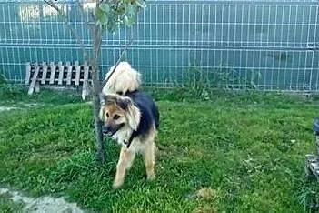 Tola sliczna sunia czeka na dom,  śląskie Bielsko-