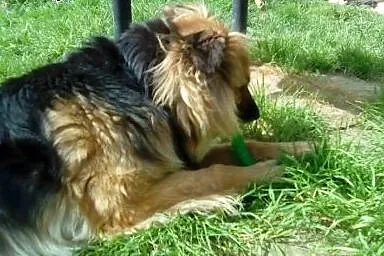 Tola sliczna sunia czeka na dom,  śląskie Bielsko-