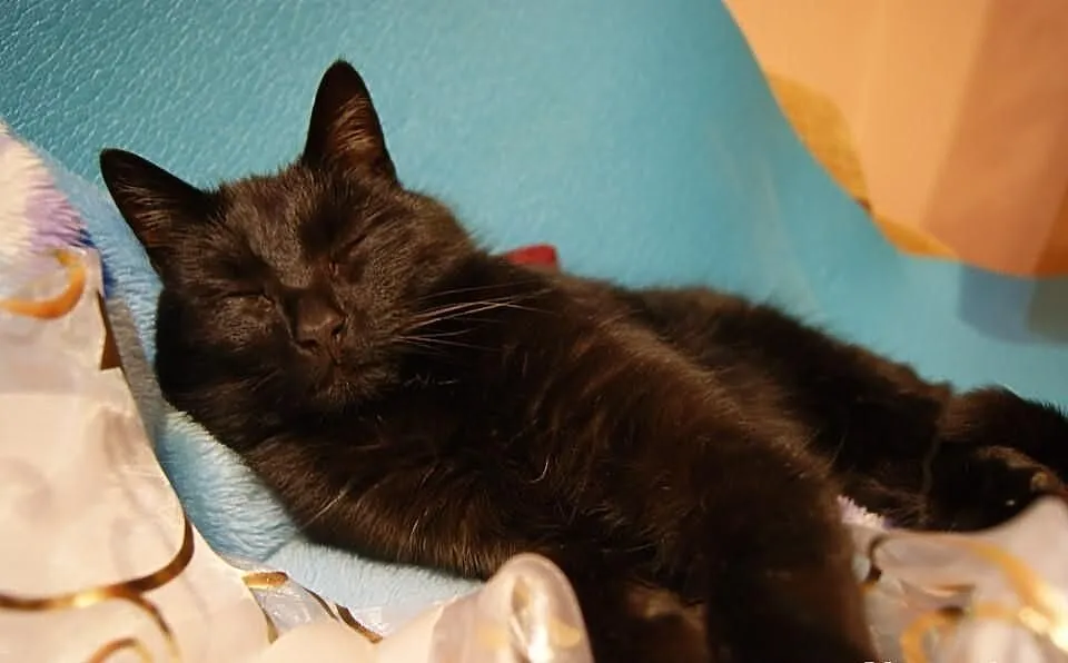 Pieszczoch Riko szuka domku! :)