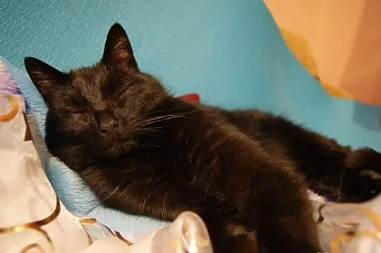 Pieszczoch Riko szuka domku! :)