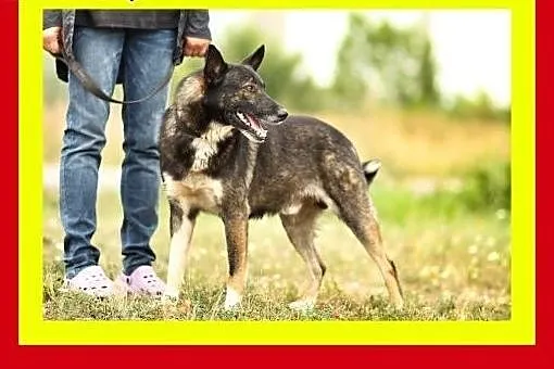 Duży,aktywny,czujny,grzeczny,wesoły,pies MODO,  ma