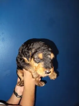 Szczenięta Airedale Terrier szukają swojego stałego domu., , Rolewice