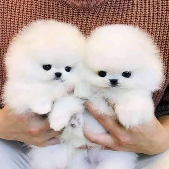 Sliczne Szpic Pomeranian Szczenieta email to contact : engwariagnes95@gmail.com