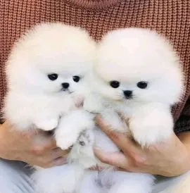 Sliczne Szpic Pomeranian Szczenieta email to contact : engwariagnes95@gmail.com