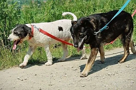 Flap od szczeniaka w schronisku! Daj mu dom...,  p