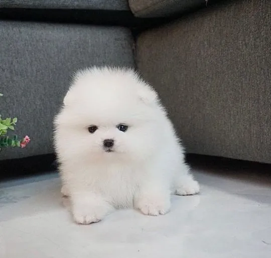Pomeranian ZKwP/ FCI Email z aktualizacjami {{elisabetta0058@gmail.com}}, , Poznan