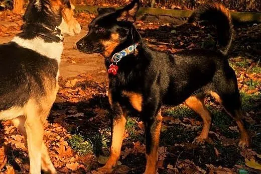 MELA - nieduża, 1,5 roczna śliczna sunia do adopcji,  mazowieckie Warszawa
