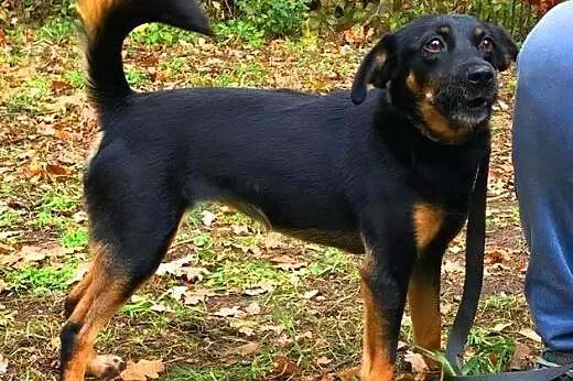 MELA - nieduża, 1,5 roczna śliczna sunia do adopcj