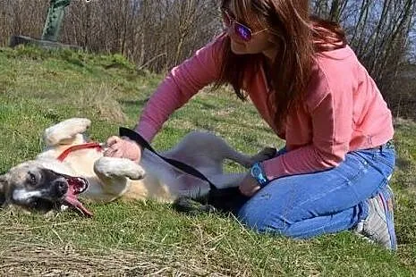 Roczny Cinek szuka odpowiedzialnego domu!,  śląski