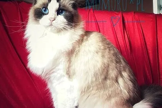 ragdoll kocur cudowny charakter hodowla FPL rodowód