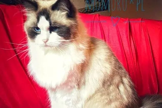 ragdoll kocur cudowny charakter hodowla FPL rodowód, Lubuskie, Gorzów Wielkopolski