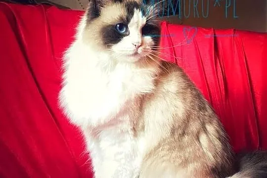 ragdoll kocur cudowny charakter hodowla FPL rodowód, Lubuskie, Gorzów Wielkopolski