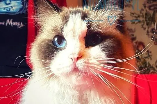 ragdoll kocur cudowny charakter hodowla FPL rodowód, Lubuskie, Gorzów Wielkopolski
