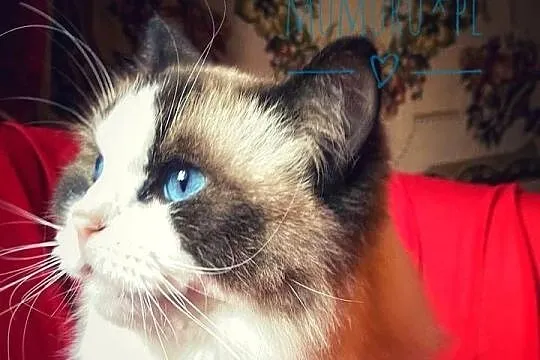 ragdoll kocur cudowny charakter hodowla FPL rodowód, Lubuskie, Gorzów Wielkopolski