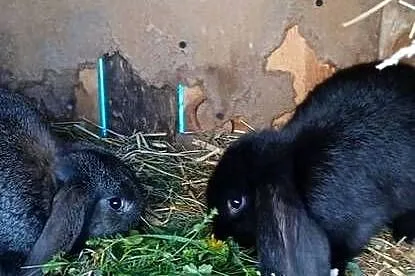 Króliki baranki francuskie, srokacze niemieckie, Świętokrzyskie, Skarżysko-Kamienna