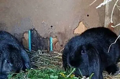 Króliki baranki francuskie, srokacze niemieckie, Świętokrzyskie, Skarżysko-Kamienna