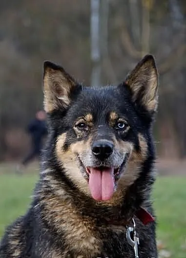Tosia, sunia w typie husky oczekuje na domu