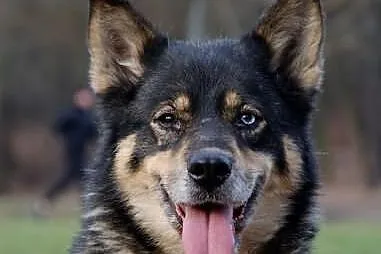 Tosia, sunia w typie husky oczekuje na domu