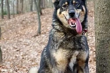 Tosia, sunia w typie husky oczekuje na domu
