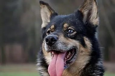 Tosia, sunia w typie husky oczekuje na domu