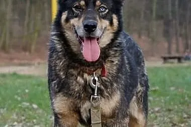 Tosia, sunia w typie husky oczekuje na domu