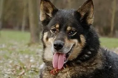 Tosia, sunia w typie husky oczekuje na domu