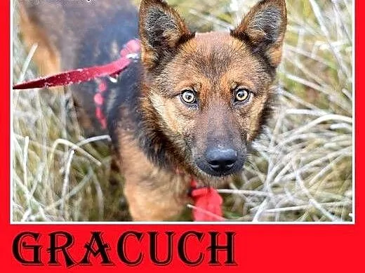 8kg,mały,esoły,łagodny piesek GRACUCH.Adopcja, śl
