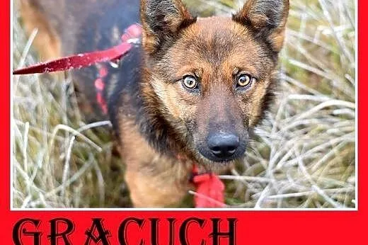 8kg,mały,esoły,łagodny piesek GRACUCH.Adopcja, śląskie Katowice