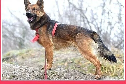 8kg,mały,esoły,łagodny piesek GRACUCH.Adopcja,  śl