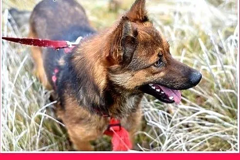 8kg,mały,esoły,łagodny piesek GRACUCH.Adopcja,  śl