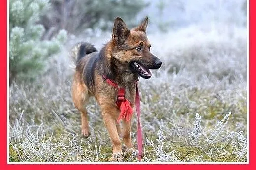8kg,mały,esoły,łagodny piesek GRACUCH.Adopcja,  śl