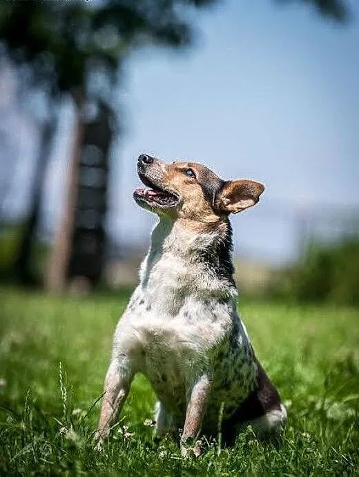 Pobawi się i zachrapie na Twojej kanapie-Gacek!,
