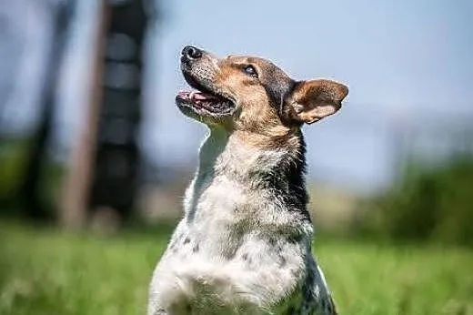 Pobawi się i zachrapie na Twojej kanapie-Gacek!,  