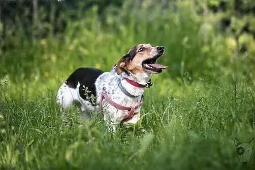 Pobawi się i zachrapie na Twojej kanapie-Gacek!,  
