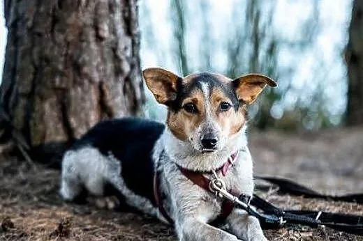 Pobawi się i zachrapie na Twojej kanapie-Gacek!,  