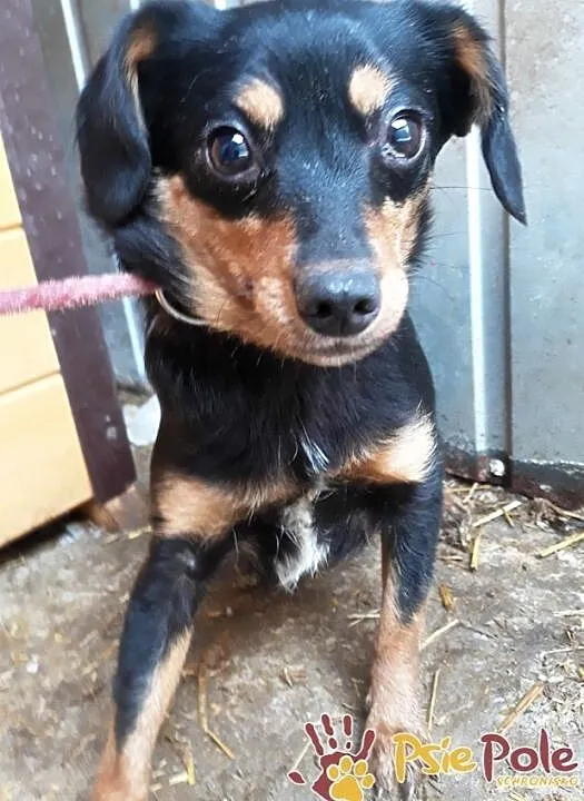 MALAGA-śliczniutka, kochana, przestraszona mała sunia szuka domu, adopcja, Małopolskie, Kraków