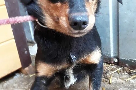 MALAGA-śliczniutka, kochana, przestraszona mała sunia szuka domu, adopcja, Małopolskie, Kraków