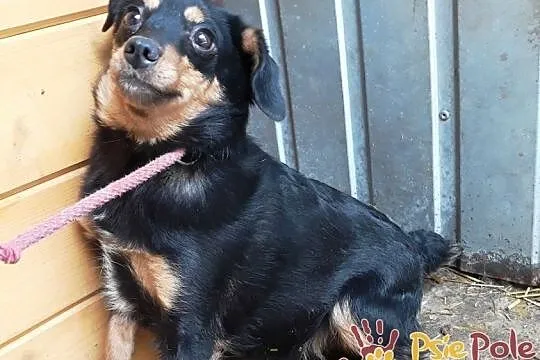 MALAGA-śliczniutka, kochana, przestraszona mała sunia szuka domu, adopcja, Małopolskie, Kraków
